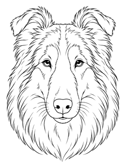 Detailed collie coloring page featuring a front-facing portrait with lush fur.