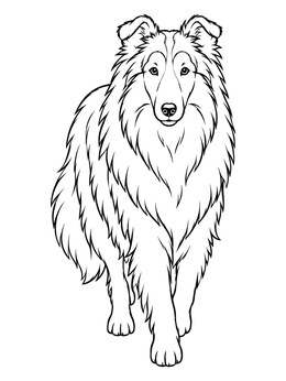 A graceful rough collie coloring page showing the fluffy dog walking straight toward the viewer.