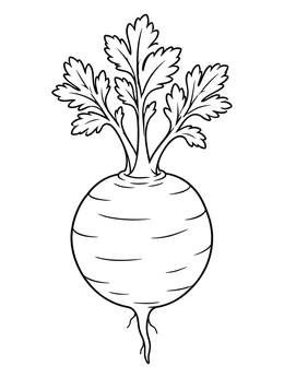 A simple outline of a round globe carrot coloring page with leafy greens.