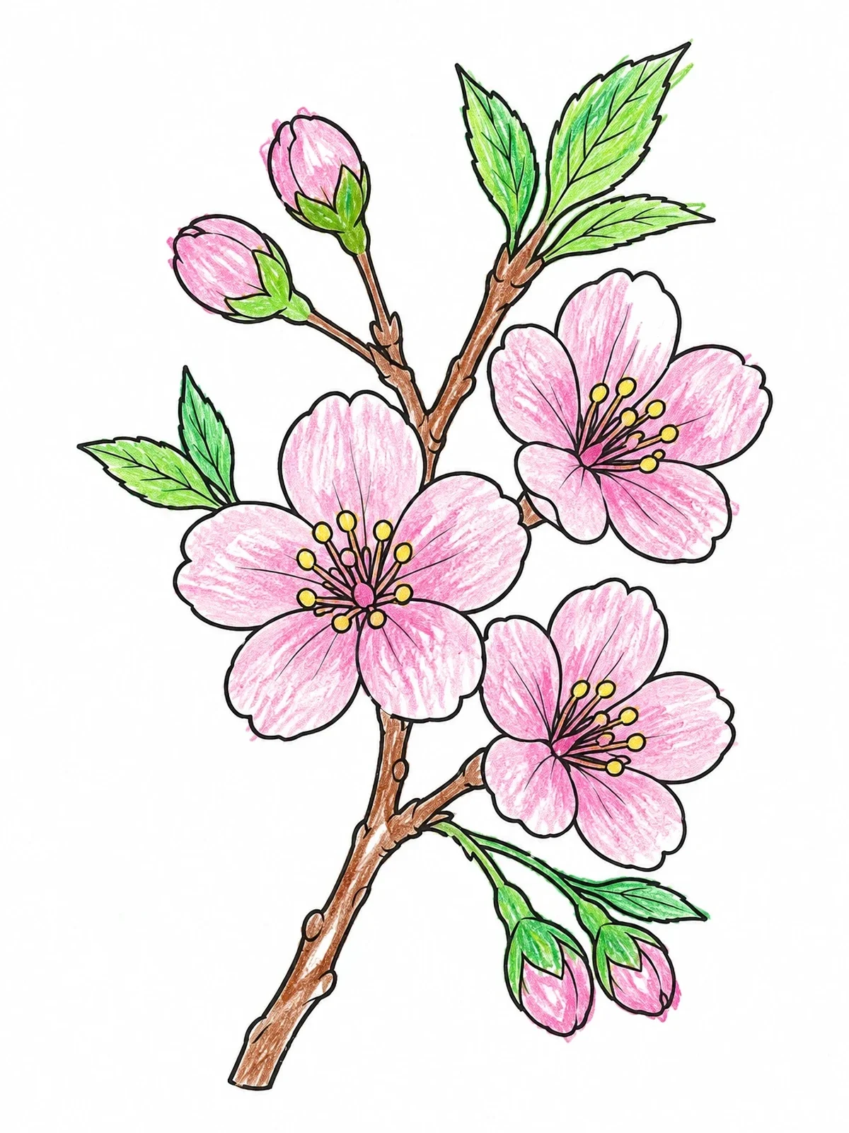 Colored example of the Blooming Cherry Blossom Branch coloring page