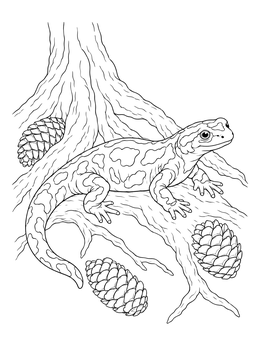 A detailed salamander coloring page showing the amphibian resting on forest tree roots among pine cones.