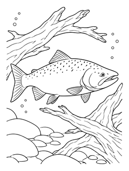 A detailed salmon coloring page showing a fish swimming between sunken branches and smooth river stones.