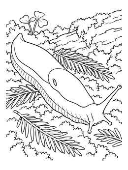 Free printable Banana Slug In Redwood Forest coloring page