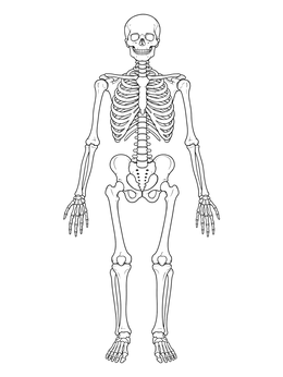 A detailed human skeleton on this science coloring page.