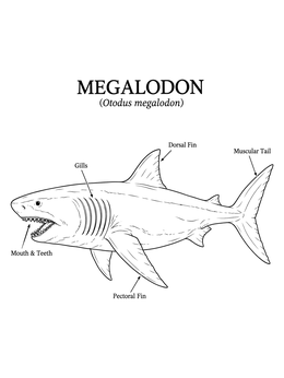 Free printable Scientific Megalodon Anatomy Diagram coloring page