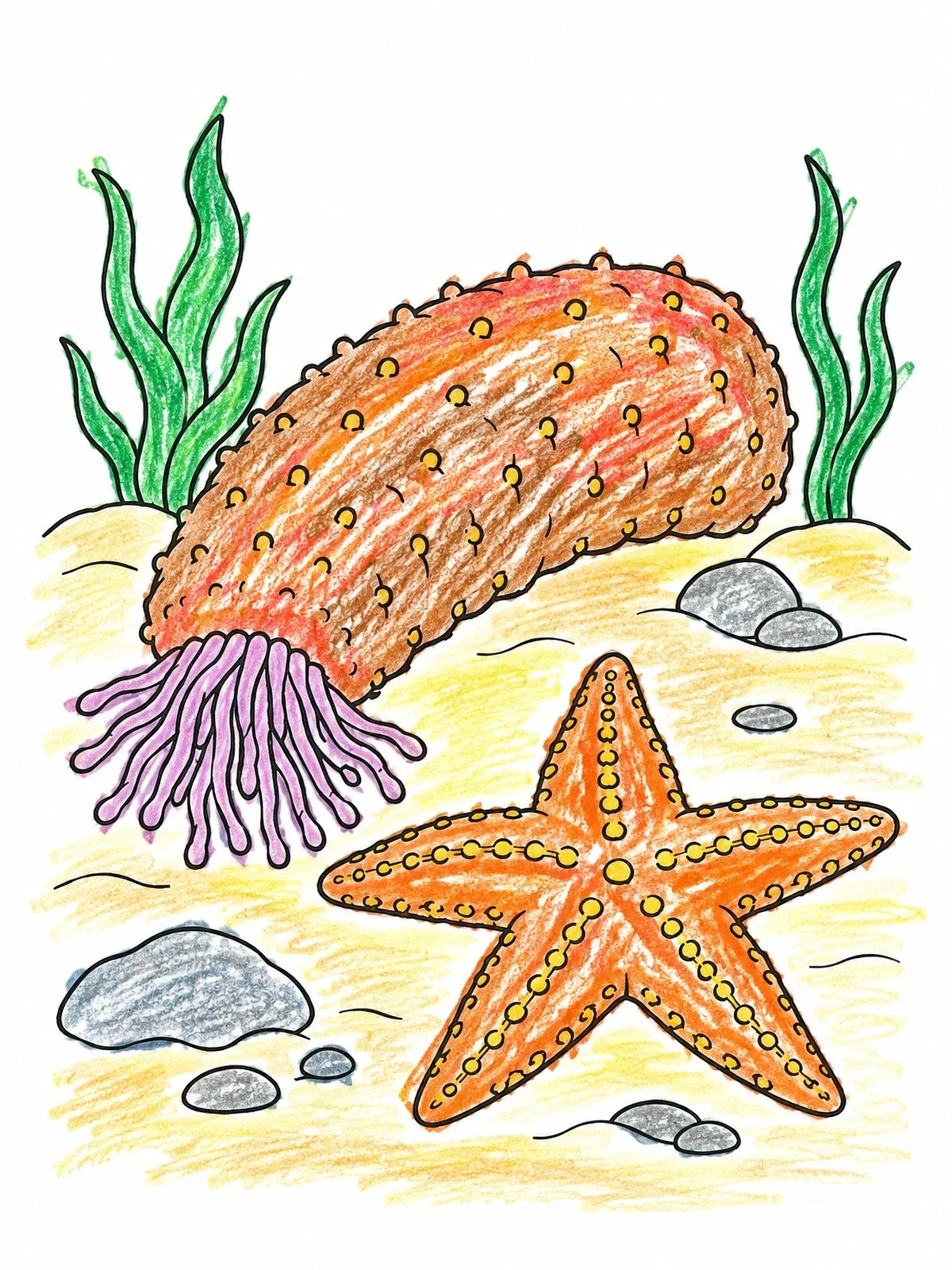 Colored example of the Sea Cucumber And Starfish On Ocean Floor coloring page
