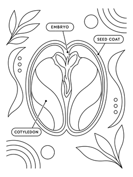 Educational seeds coloring page featuring a labeled botanical cross section of a dicot seed.