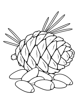 Free printable Pine Cone And Edible Pine Nuts coloring page