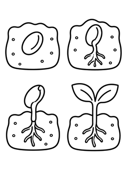 Free printable Seed Germination Growth Stages coloring page