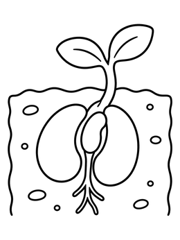 Free printable Sprouting Bean Seed Cross Section coloring page