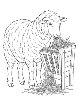 A fluffy sheep munching dry grass beside a feeder on this hay bales coloring page.