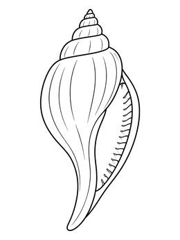 An elegant spindle shells coloring page featuring clean lines and a spiral spire.