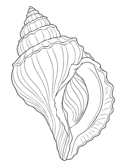 Detailed whelk shells coloring page featuring clean outlines.