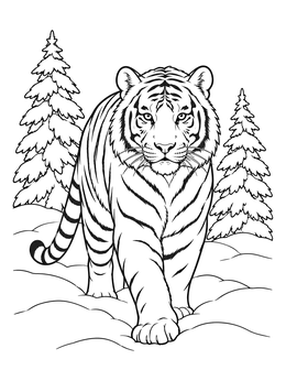 A magnificent tiger coloring page featuring a big cat walking through snow covered pine trees.