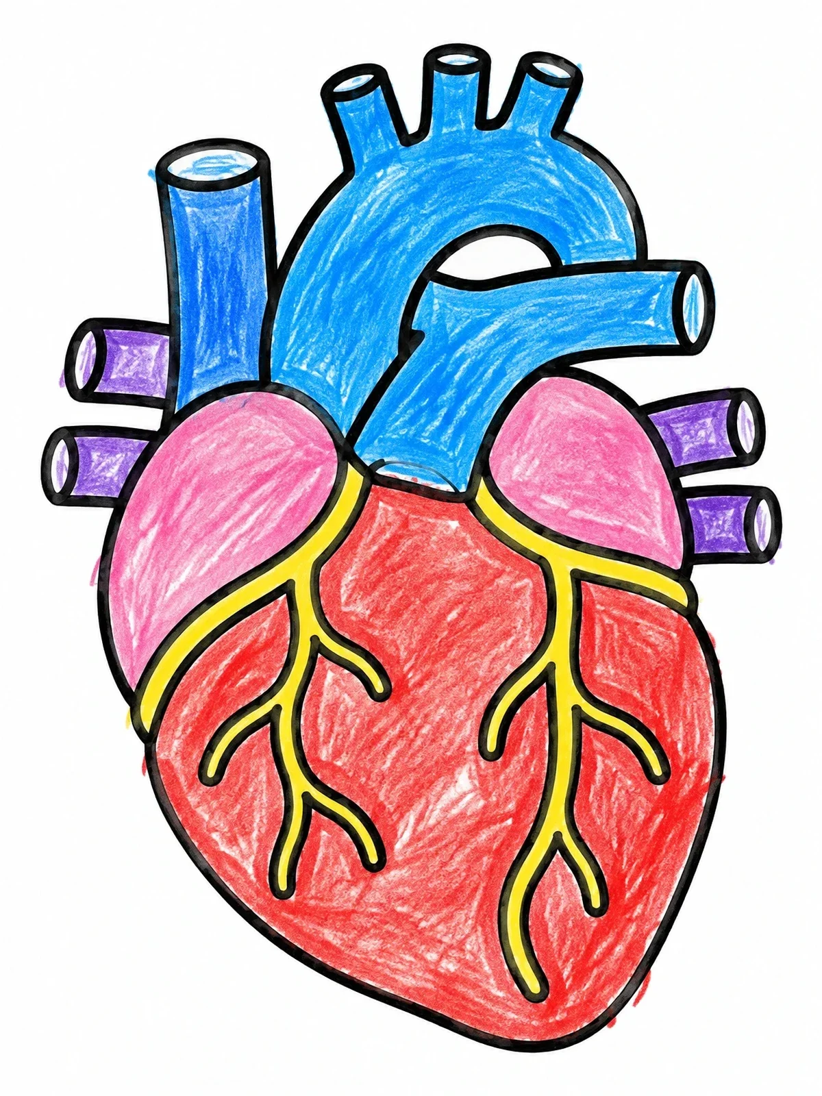 Colored example of the Simple Anatomical Human Heart Diagram coloring page