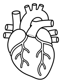 A simple human heart coloring page showing the main chambers and major blood vessels.