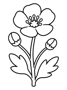 Free printable Simple Blooming Buttercup Flower coloring page
