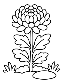 Free printable Simple Blooming Chrysanthemum Flower coloring page