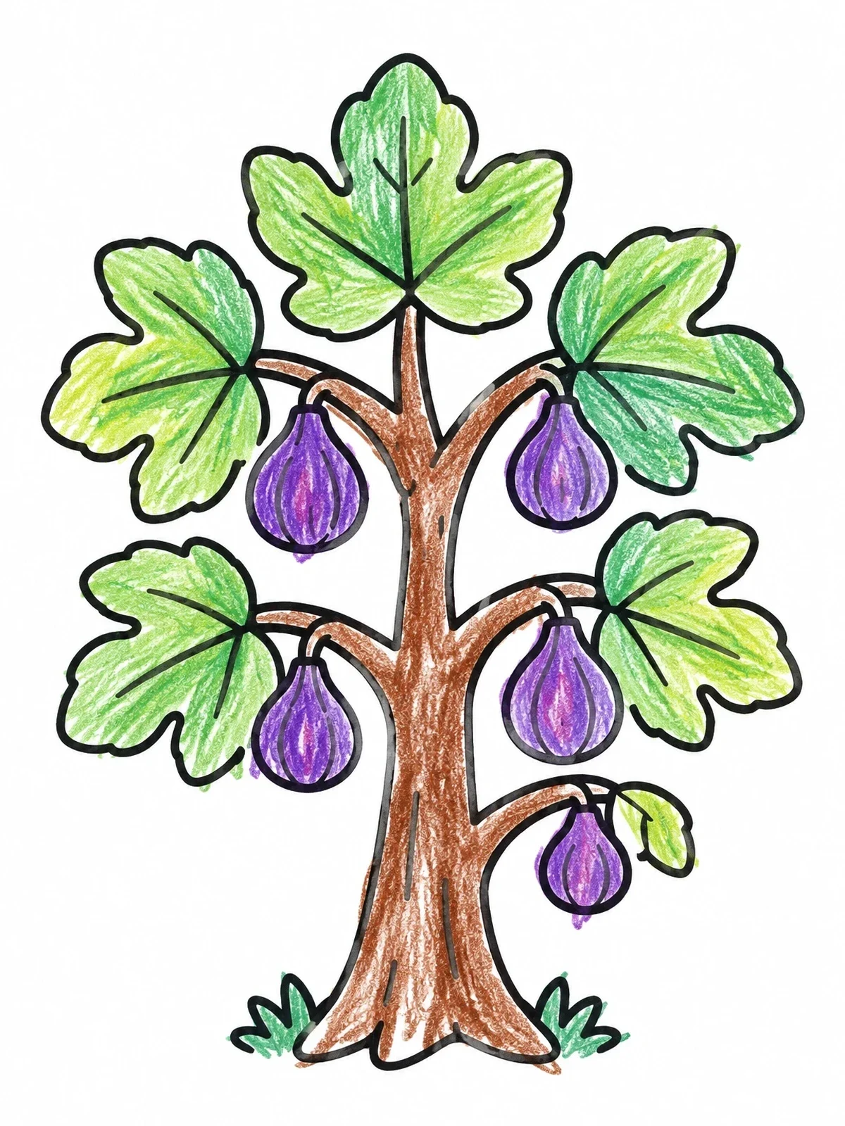 Colored example of the Simple Fig Tree With Ripe Fruit coloring page