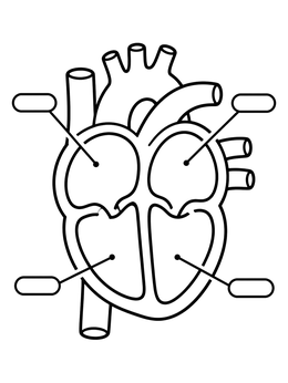 Free printable Simple Heart Anatomy Diagram coloring page