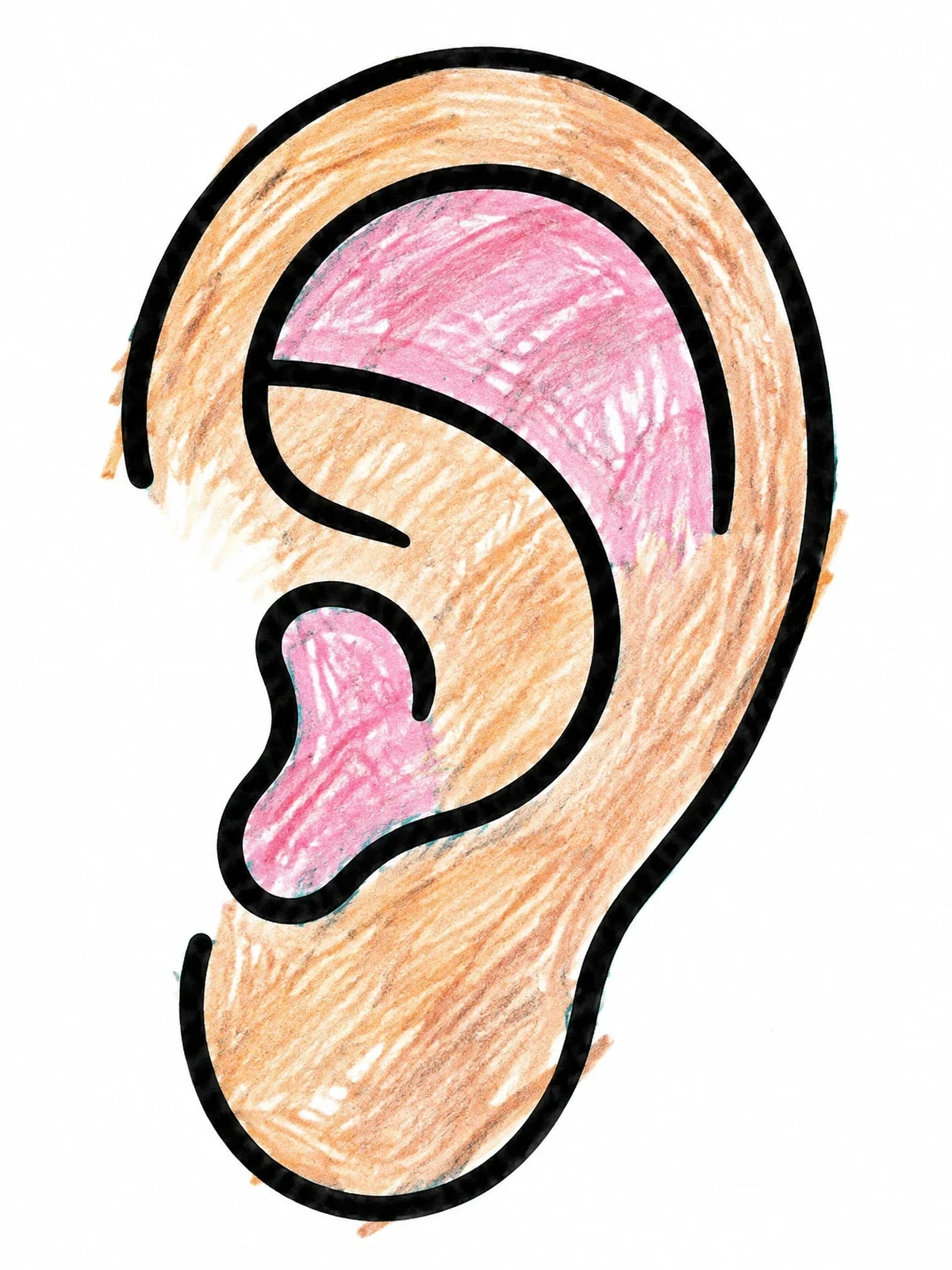 Colored example of the Simple Human Ear Outline coloring page