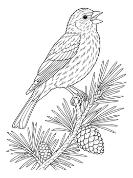 A detailed finch coloring page showing a singing bird perched on a pine branch.