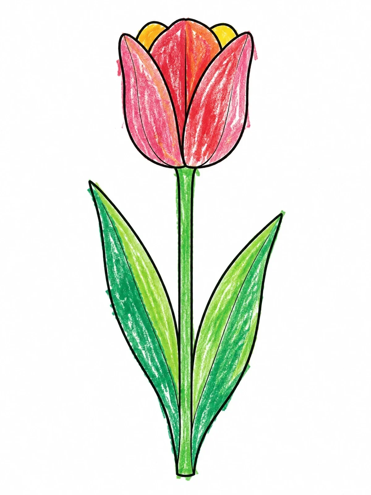 Colored example of the Single Blooming Tulip Flower coloring page
