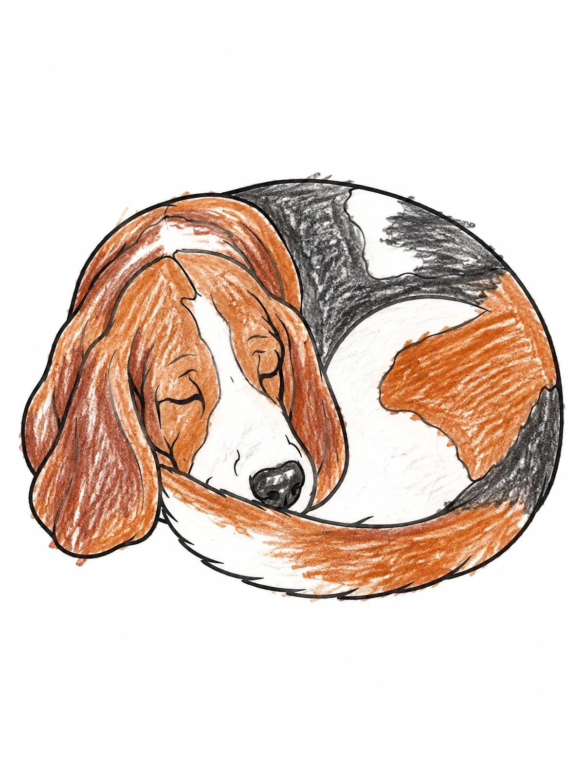 Colored example of the Sleeping Curled Up Basset Hound coloring page