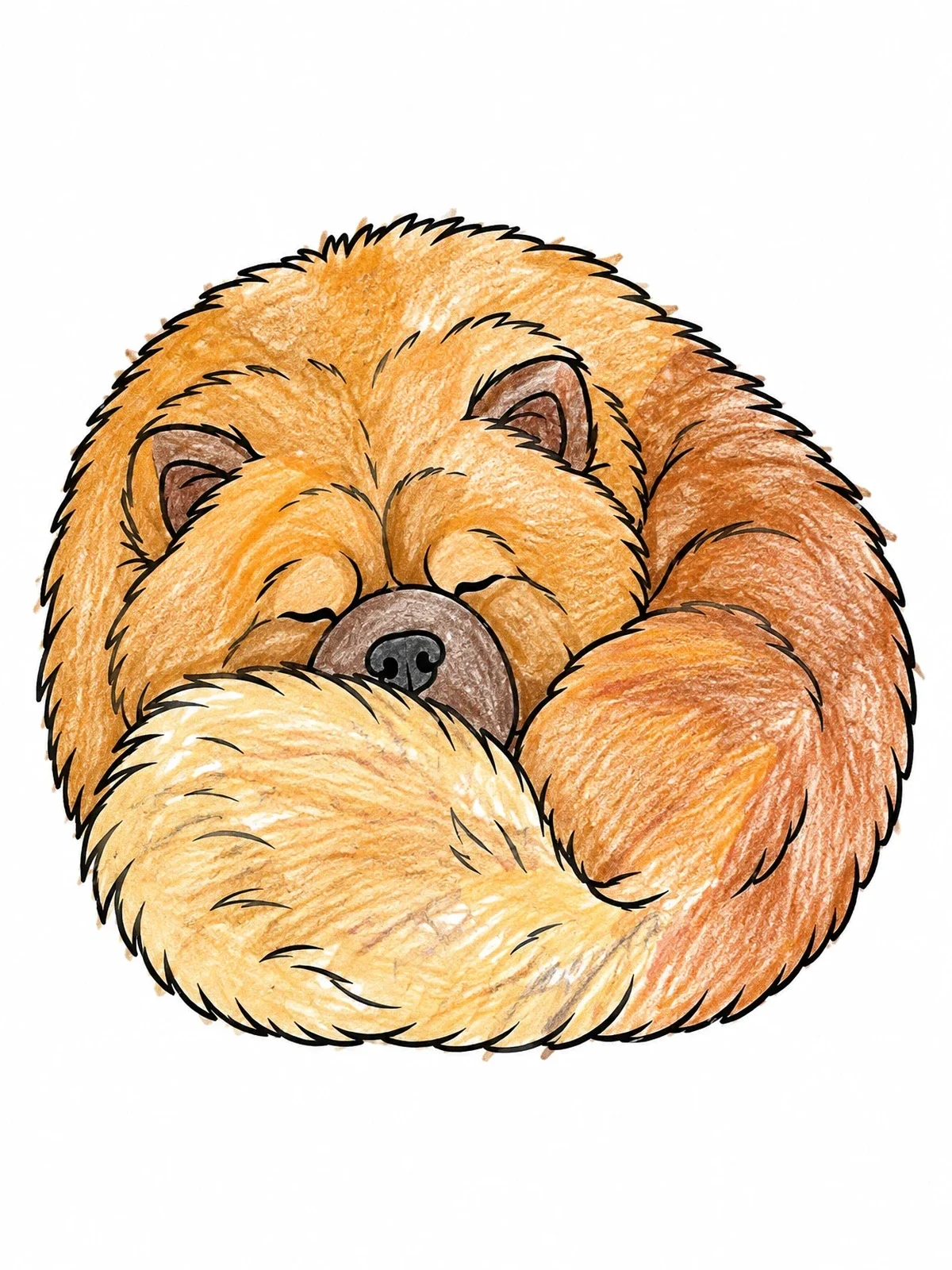 Colored example of the Sleeping Fluffy Chow Chow Curled Up coloring page