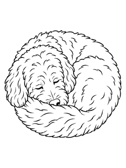 Free printable Sleeping Goldendoodle Curled In Ball coloring page