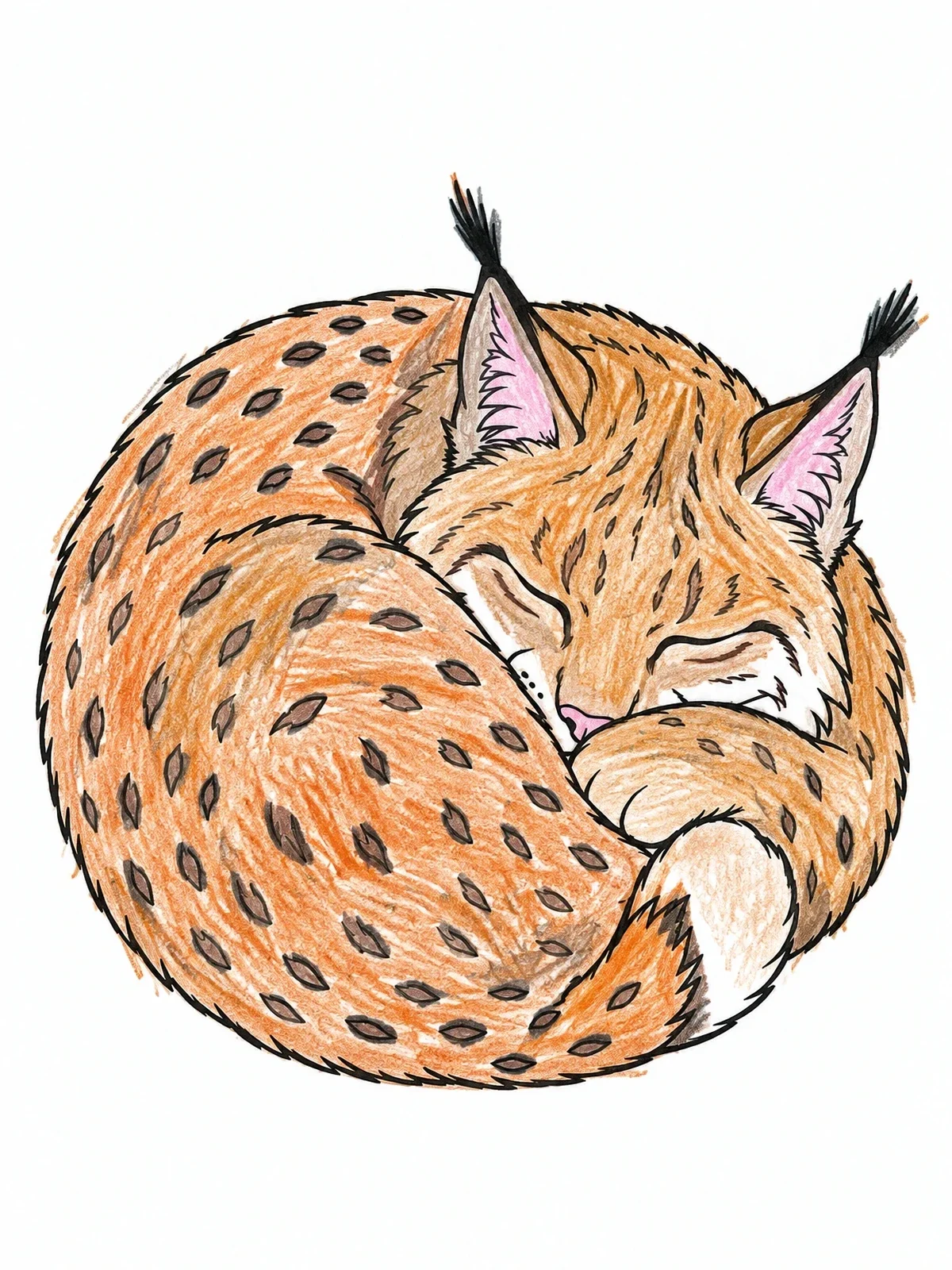 Colored example of the Sleeping Lynx Curled In A Ball coloring page