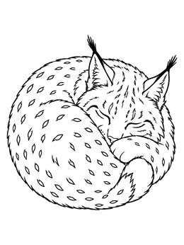 A peaceful lynx coloring page showing the wild cat curled up asleep in a ball.