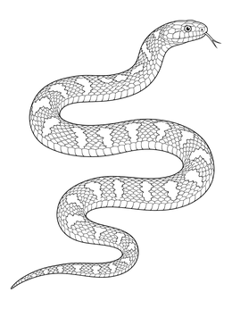A detailed snake coloring page featuring a slithering patterned snake with its tongue out.