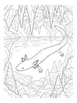 An olm swimming through a karst cavern on this slovenia coloring page.