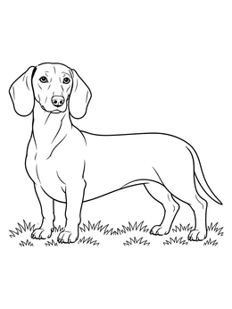 A smooth-coated dachshund coloring page standing alert on a grassy field.