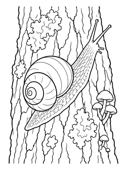 A detailed snail coloring page featuring a snail crawling on tree bark with mushrooms.