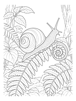 A detailed snail coloring page showing a garden snail crawling across woodland fern leaves.