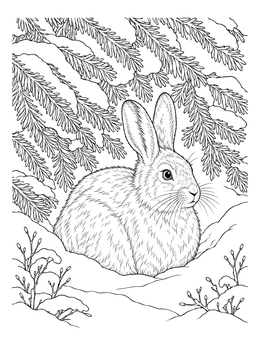 A detailed snowshoe hare coloring page resting in the snow beneath pine branches.
