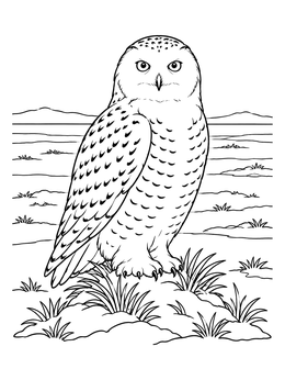 Free printable Snowy Owl On Arctic Tundra Mound coloring page