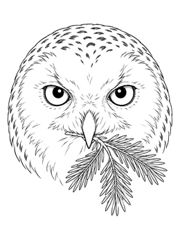 Detailed snowy owl coloring page showing an owl head holding a pine branch.