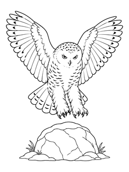 Detailed snowy owl coloring page showing the bird descending onto a boulder with outstretched wings.