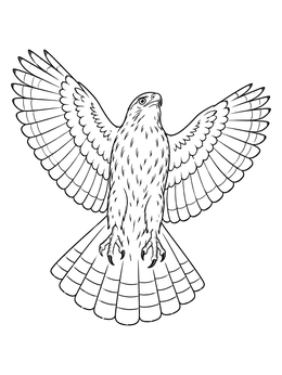 A detailed hawk coloring page showing a raptor in flight with open wings and talons.