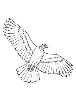 Free printable Soaring Turkey Vulture In Flight coloring page