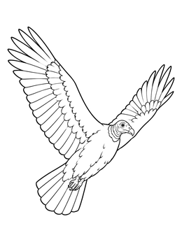 Free printable Soaring Turkey Vulture In Flight coloring page