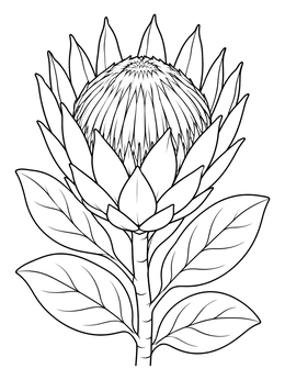 Free printable Blooming King Protea Flower coloring page