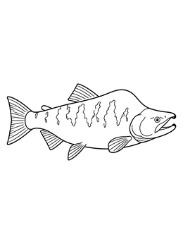 A detailed salmon coloring page showing a spawning sockeye salmon swimming in profile view.