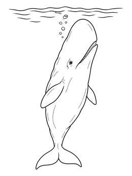 Detailed sperm whale coloring page showing the giant mammal swimming upward toward the ocean surface.