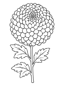 Free printable Spherical Pompon Chrysanthemum Bloom coloring page