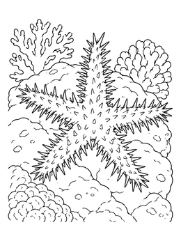 A detailed starfish coloring page showing a spiny sea star resting on rocks and coral.