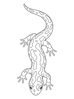 A spotted salamander coloring page viewed from above crawling downward.